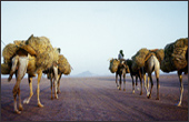 Tuareg Salt Caravans Niger Africa