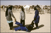 Tuareg Salt Caravans Niger Africa