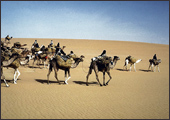 Tuareg Salt Caravans Niger Africa