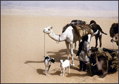 Tuareg Salt Caravans Niger Africa