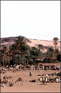 Tuareg Salt Caravans Niger Africa