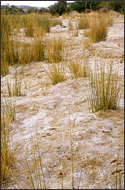 Tuareg Salt Caravans Niger Africa