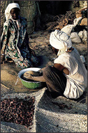 Tuareg Salt Caravans Niger Africa