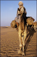 Tuareg Salt Caravans Niger Africa