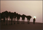 Tuareg Salt Caravans Niger Africa