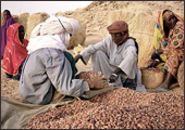 Tuareg Salt Caravans Niger Africa