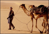 Tuareg Salt Caravans Niger Africa