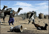 Tuareg Salt Caravans Niger Africa