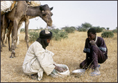 Tuareg Salt Caravans Niger Africa