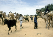 Tuareg Salt Caravans Niger Africa