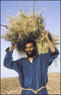 Tuareg Salt Caravans Niger Africa