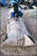 Tuareg Salt Caravans Niger Africa
