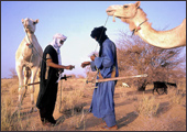 Tuareg Salt Caravans Niger Africa