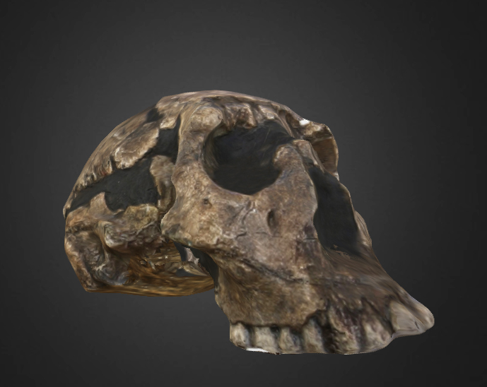 homo erectus skull using photogrammetry