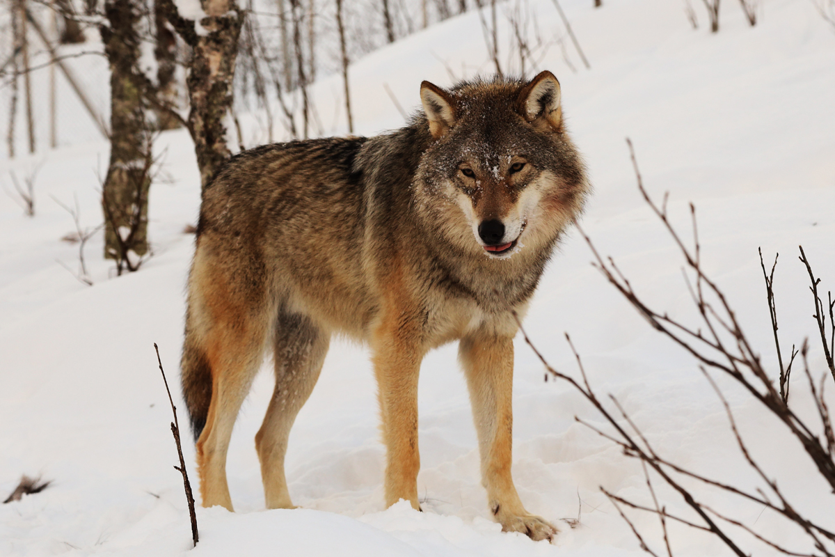 Eurasian wolf and dog domestication