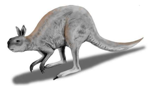 Fate of Australia's megafauna such as the Procoptodon