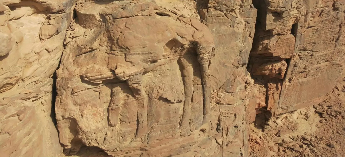 Discovery of life size camel reliefs in Saudi Arabia