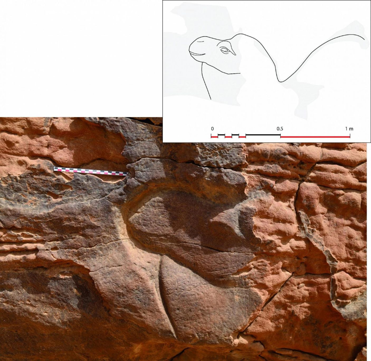 Discovery of life size camel reliefs in Saudi Arabia