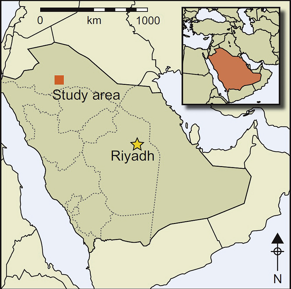 Discovery of life size camel reliefs in Saudi Arabia