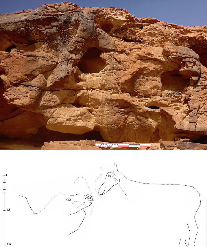 Discovery of life size camel reliefs in Saudi Arabia