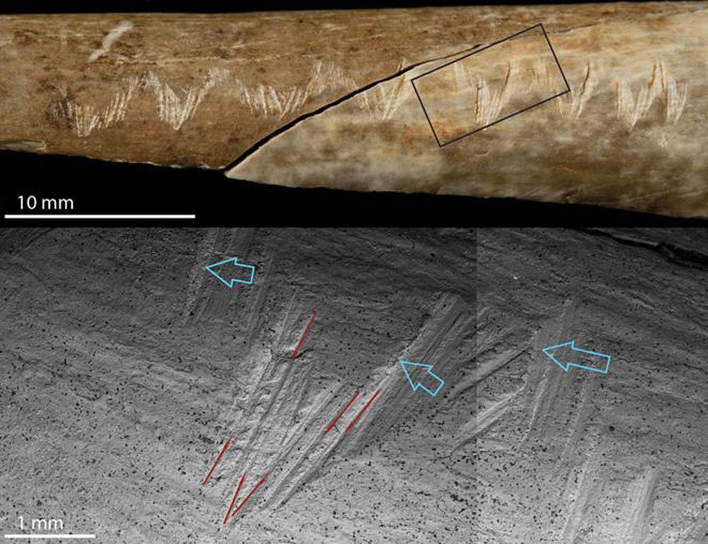 UK cave reveals cannibalistic ritual in Gough's Cave