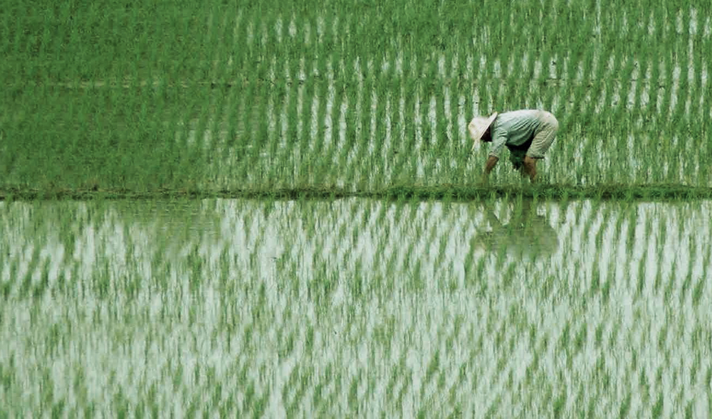 The oldest evidence of domesticated rice China