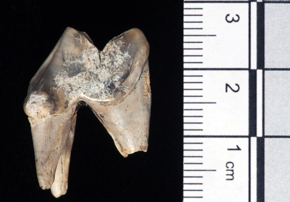 Mesolithic journey to Stonehenge with dog