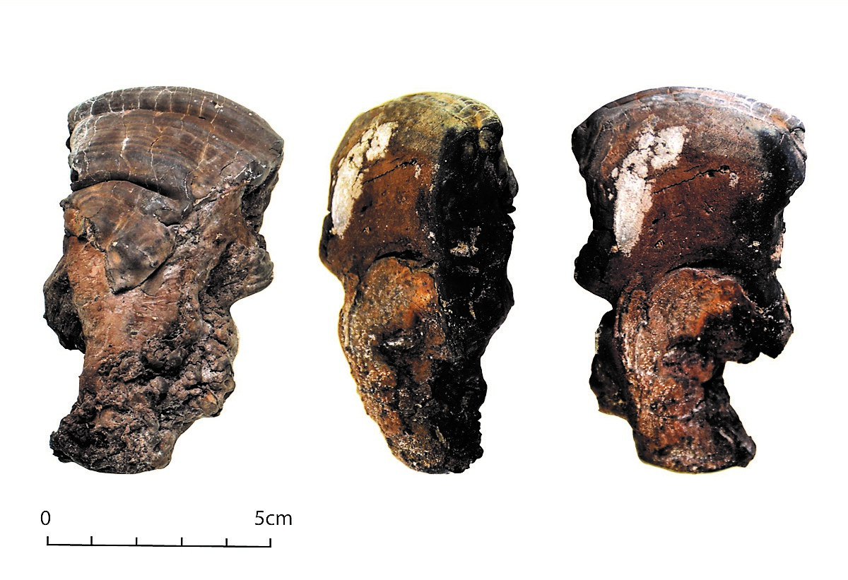 Sample of Ganoderma adspersum with signs of carbonization