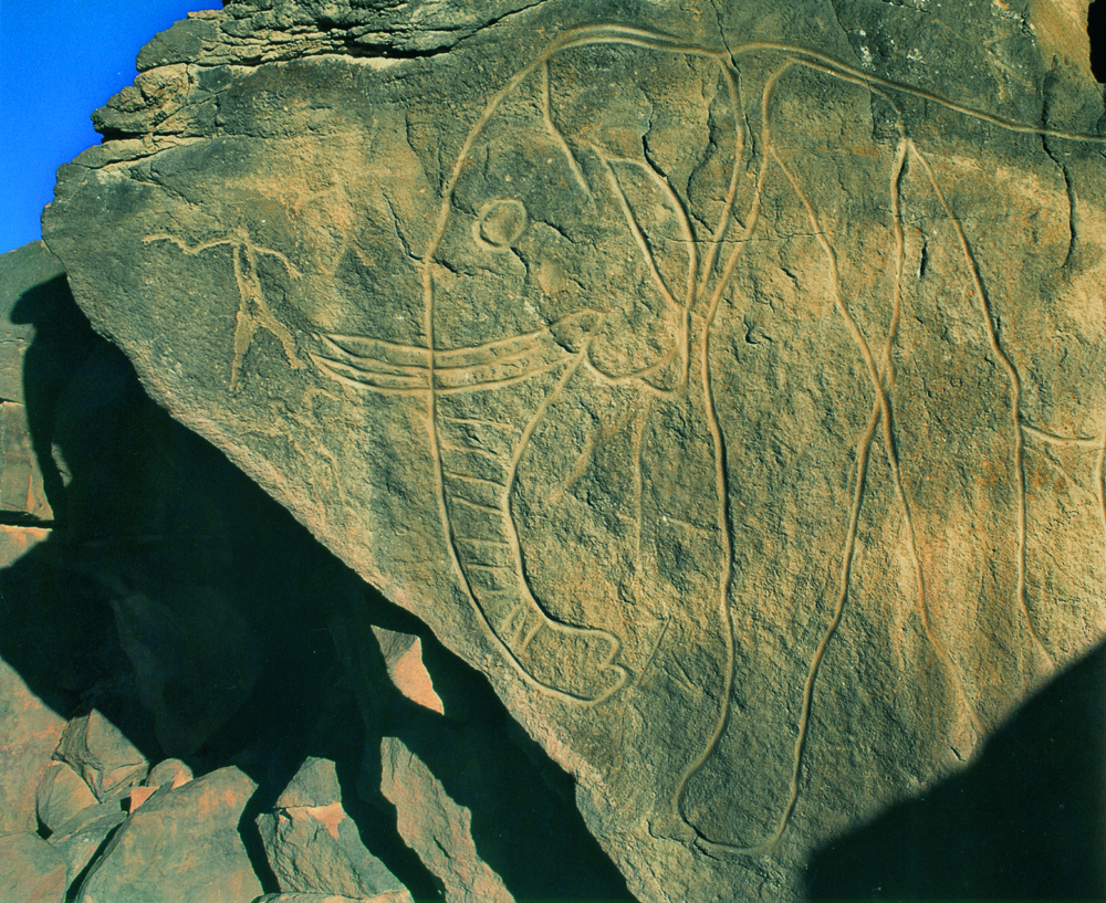 elephant petroglyph in Messak in Libya