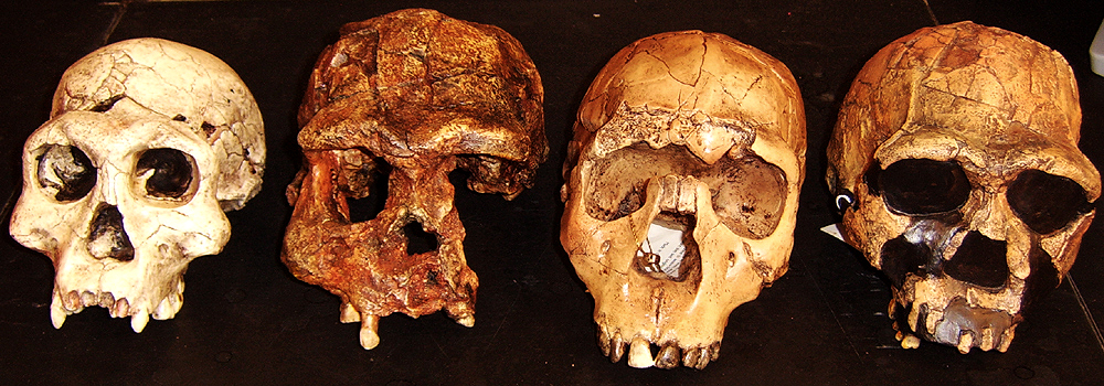 Prehistoric Homo Erectus Cranium Skull from Hominid Series 8L