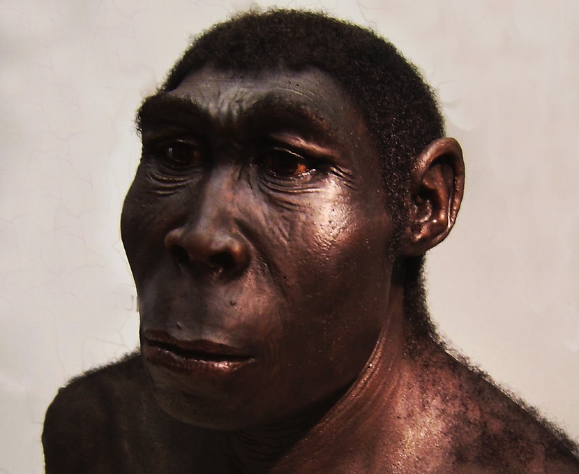 Homo erectus - Wikipedia