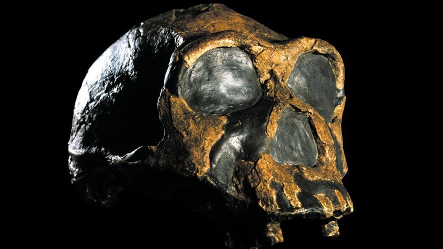 Homo erectus at Lake Turkana