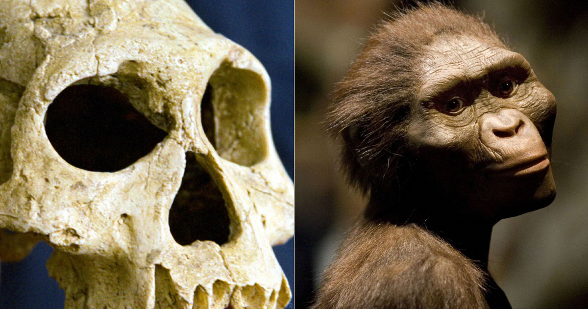 Humans have maintained their height and weight following the emergence of homo erectus