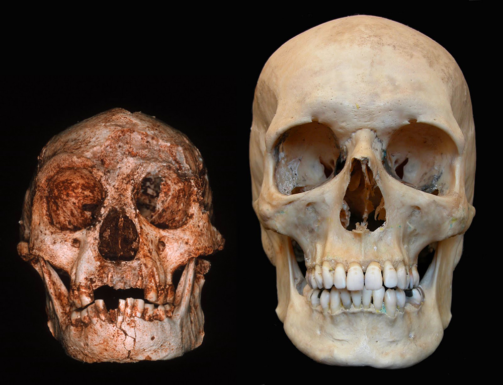 homo floresiensis skull from Flores