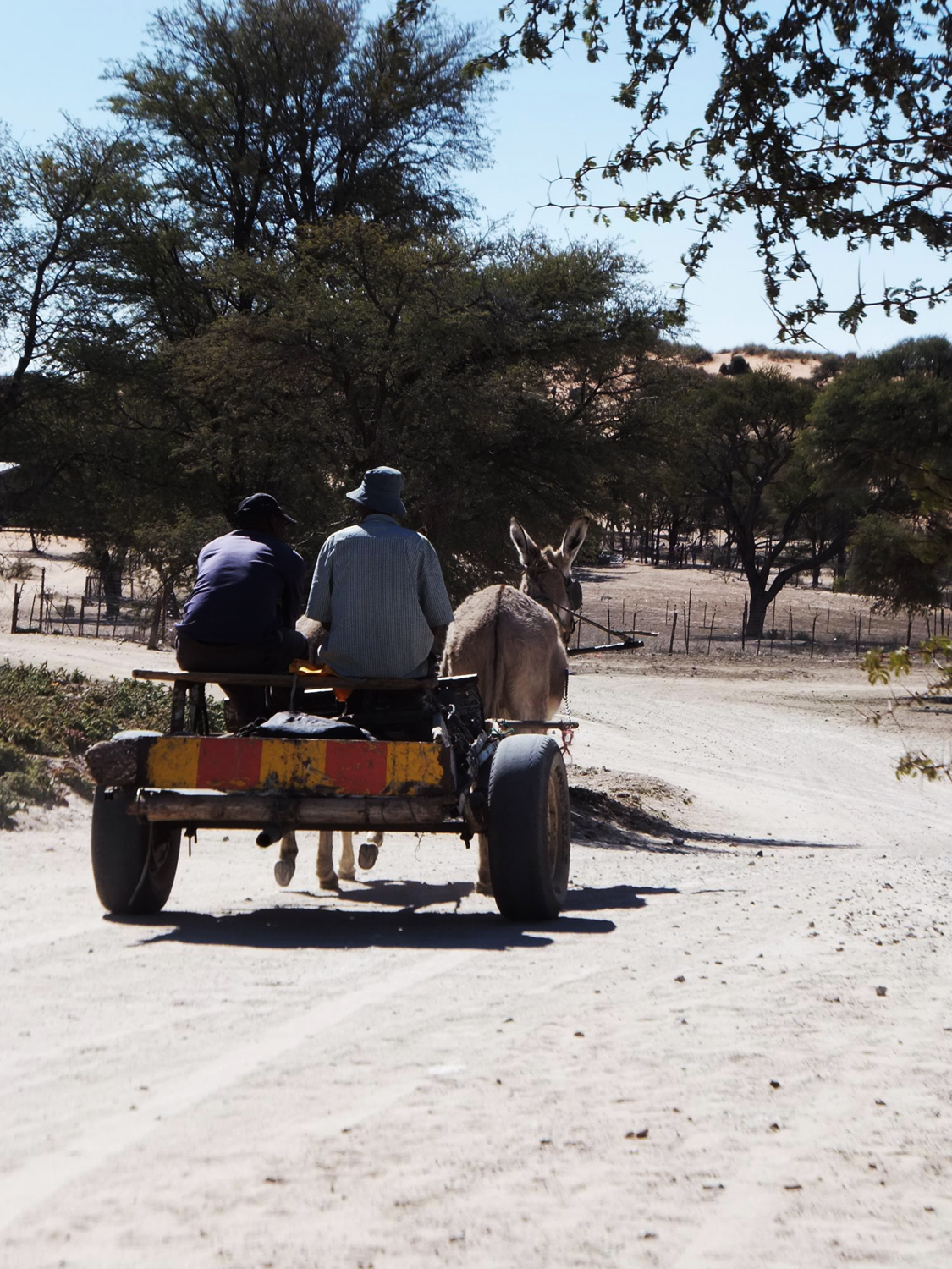 Kalahari Desert genetics and geography