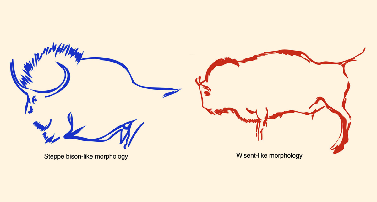 Higgs bison revealed in Ice Age rock art of Chauvet