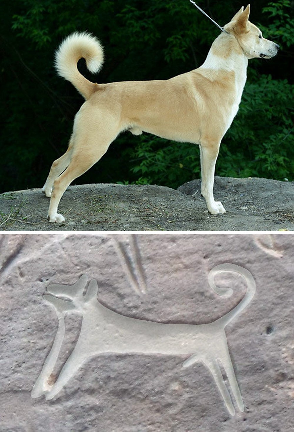 First rock art images of hunting with dogs in Saudi Arabia