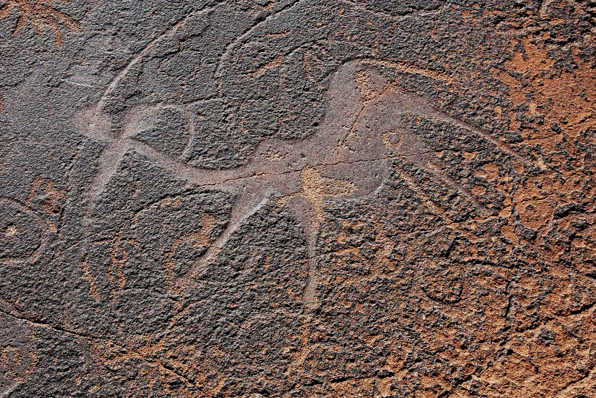 Kudu petroglyph engraving at Twyfelfontein in Namibia, Africa