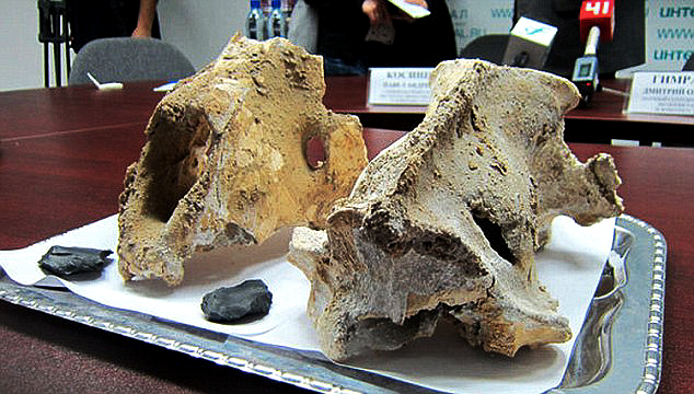 Cave lion skulls found in the Urals