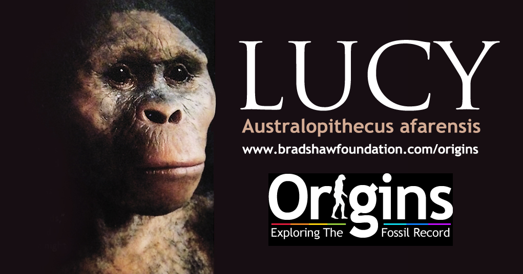 Lucy Australopithecus afarensis