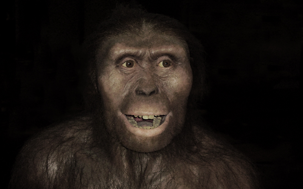 Australopithecus afarensis