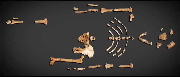 Lucy, the partial skeleton of an ape-like creature that walked upright 3.5 million years ago