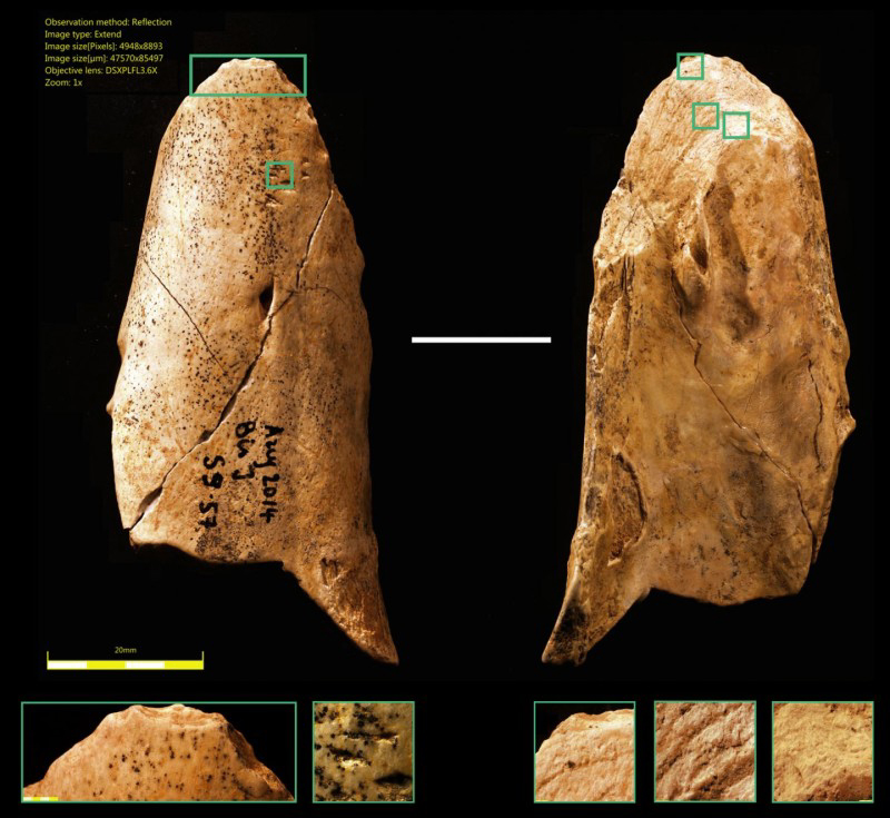 Neanderthal bone tool found in France