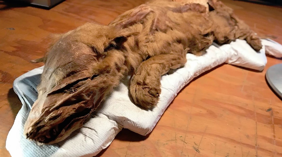 Mummified Ice Age Ice Age wolf pup fauna