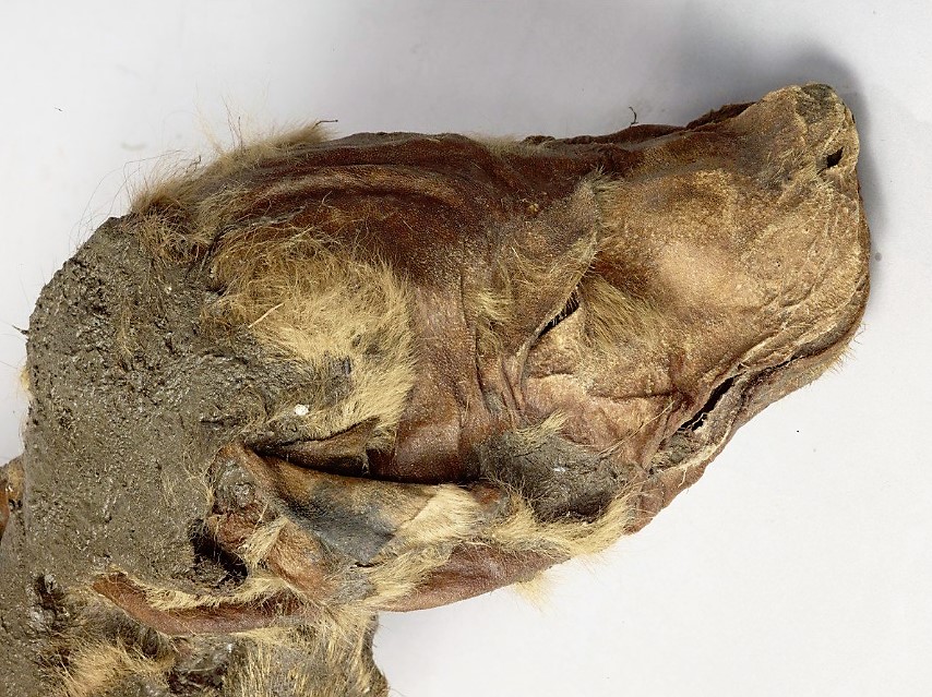 Mummified Ice Age Ice Age wolf pup fauna