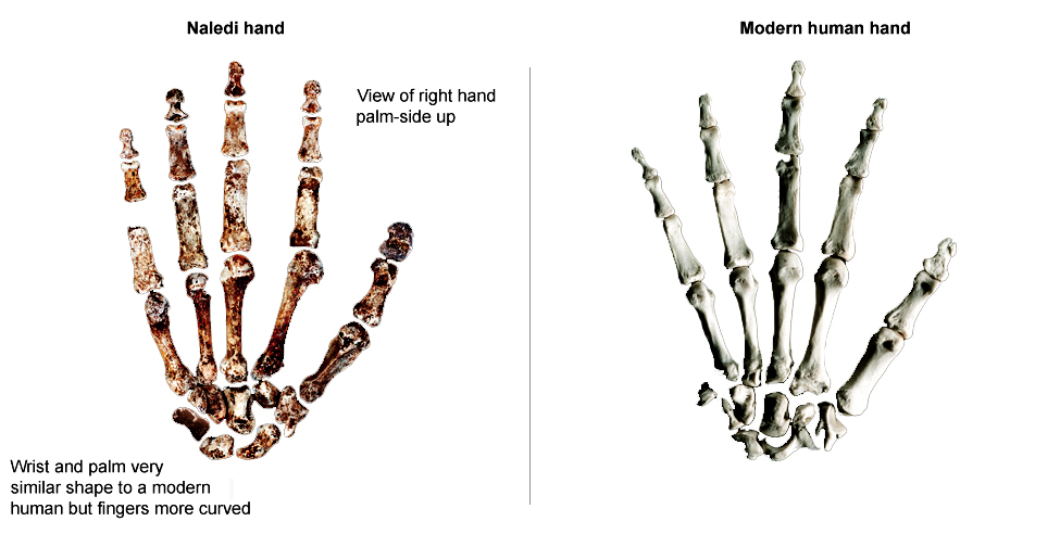 Homo naledi discovered in South Africa