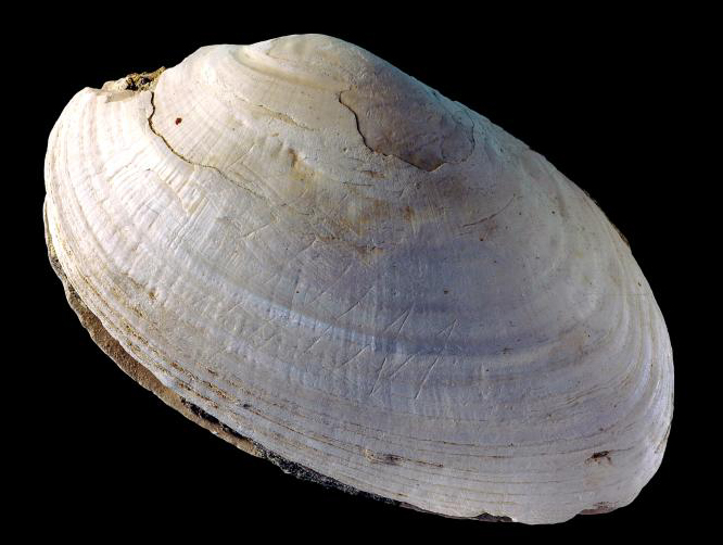 Shell with geometric marks may be the earliest art