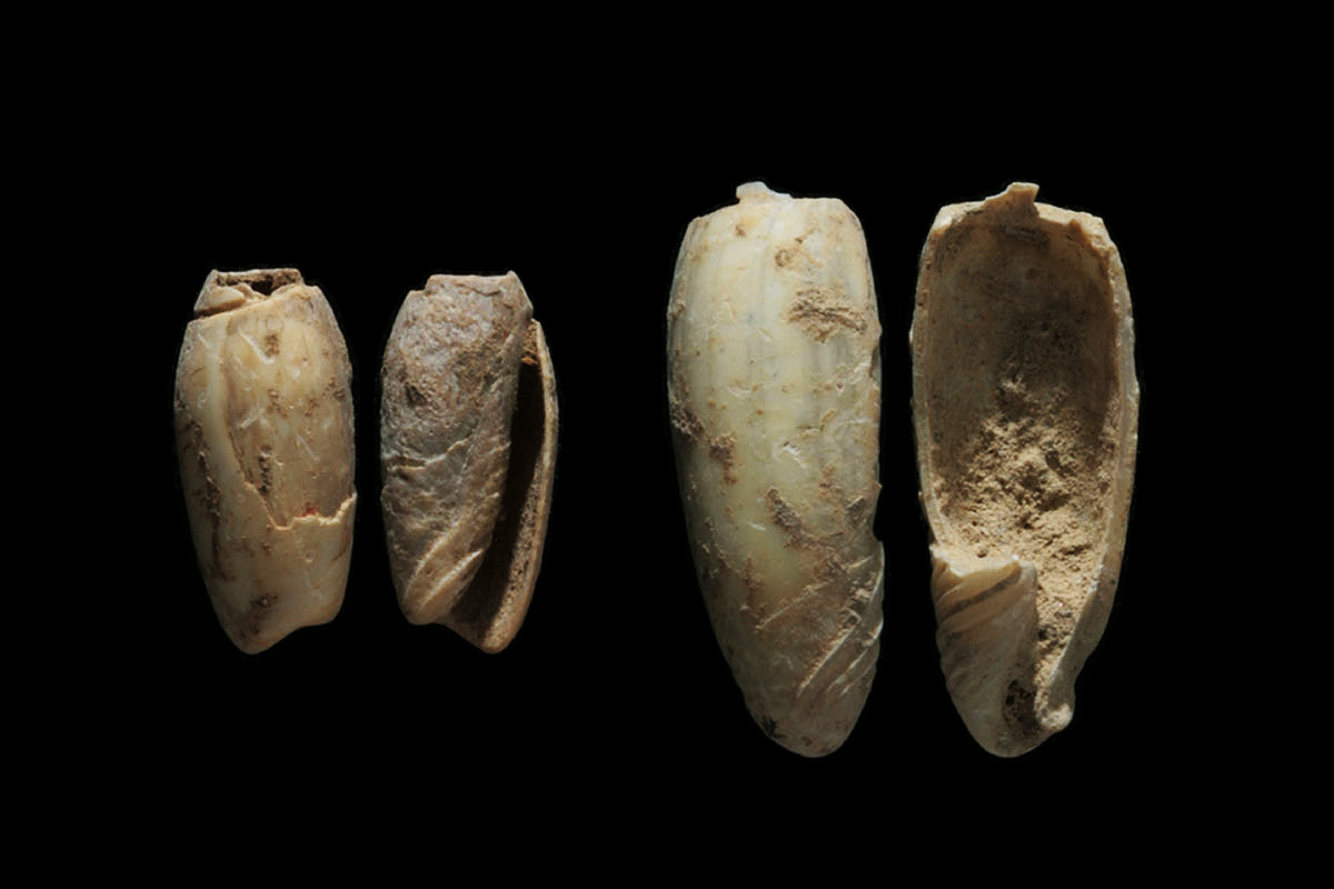 Oldest shell jewellery found in East Asia