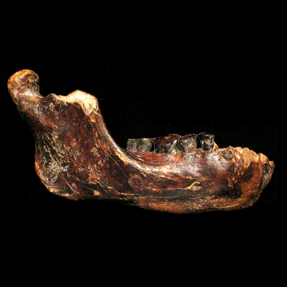 Penghu1 fossil reveals new hominin in Asia