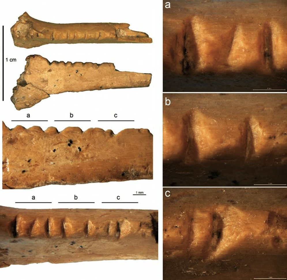 Neanderthal carved raven bone